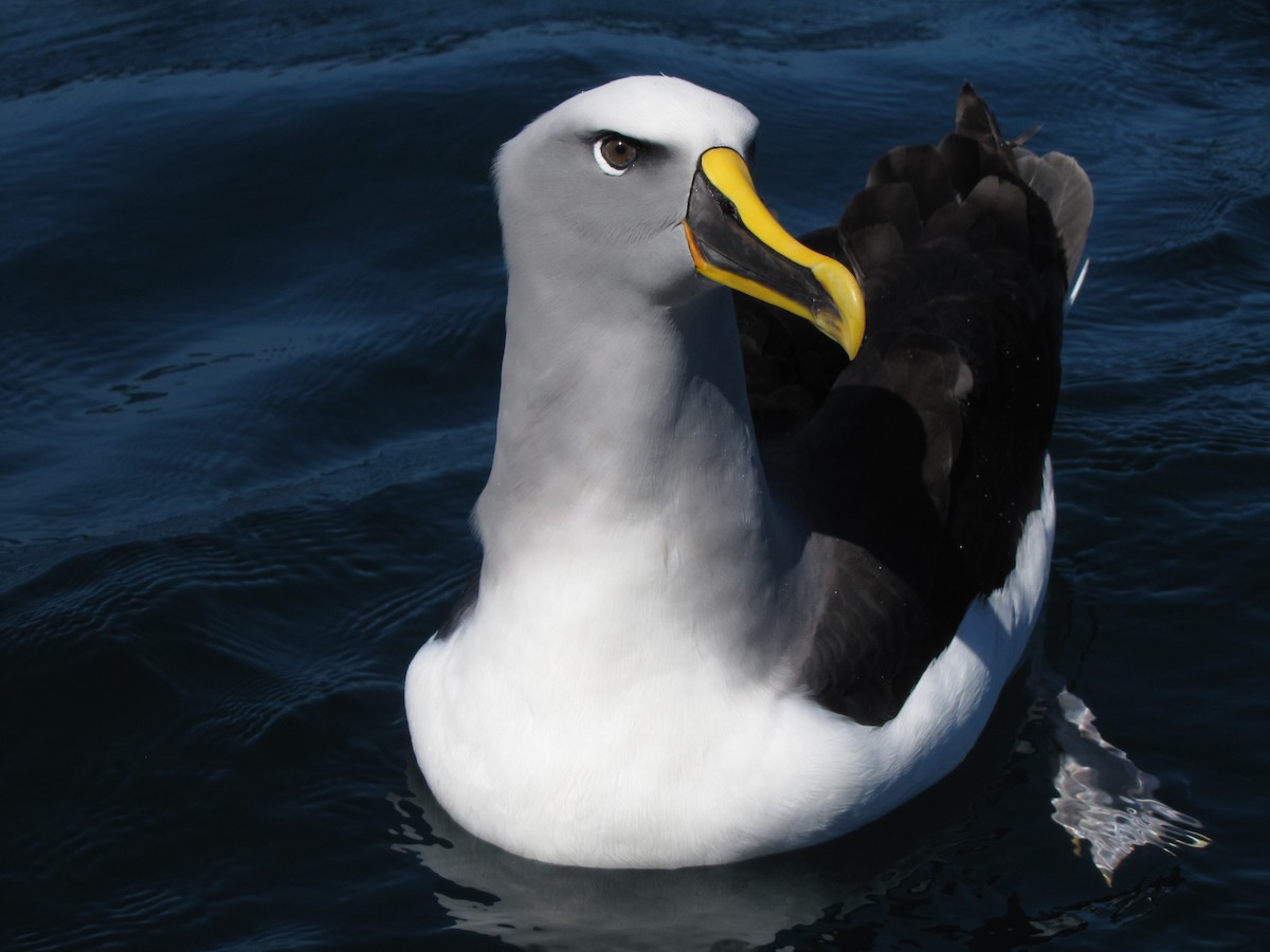 Buller's Albatross - ML104679081