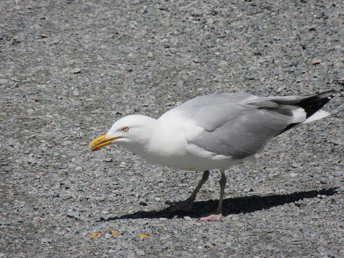 Herring Gull - alicia penney