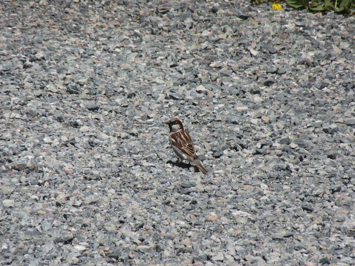House Sparrow - alicia penney