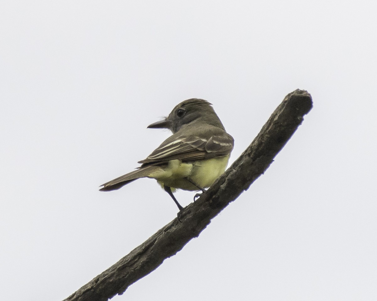 Great Crested Flycatcher - Keith Dickey