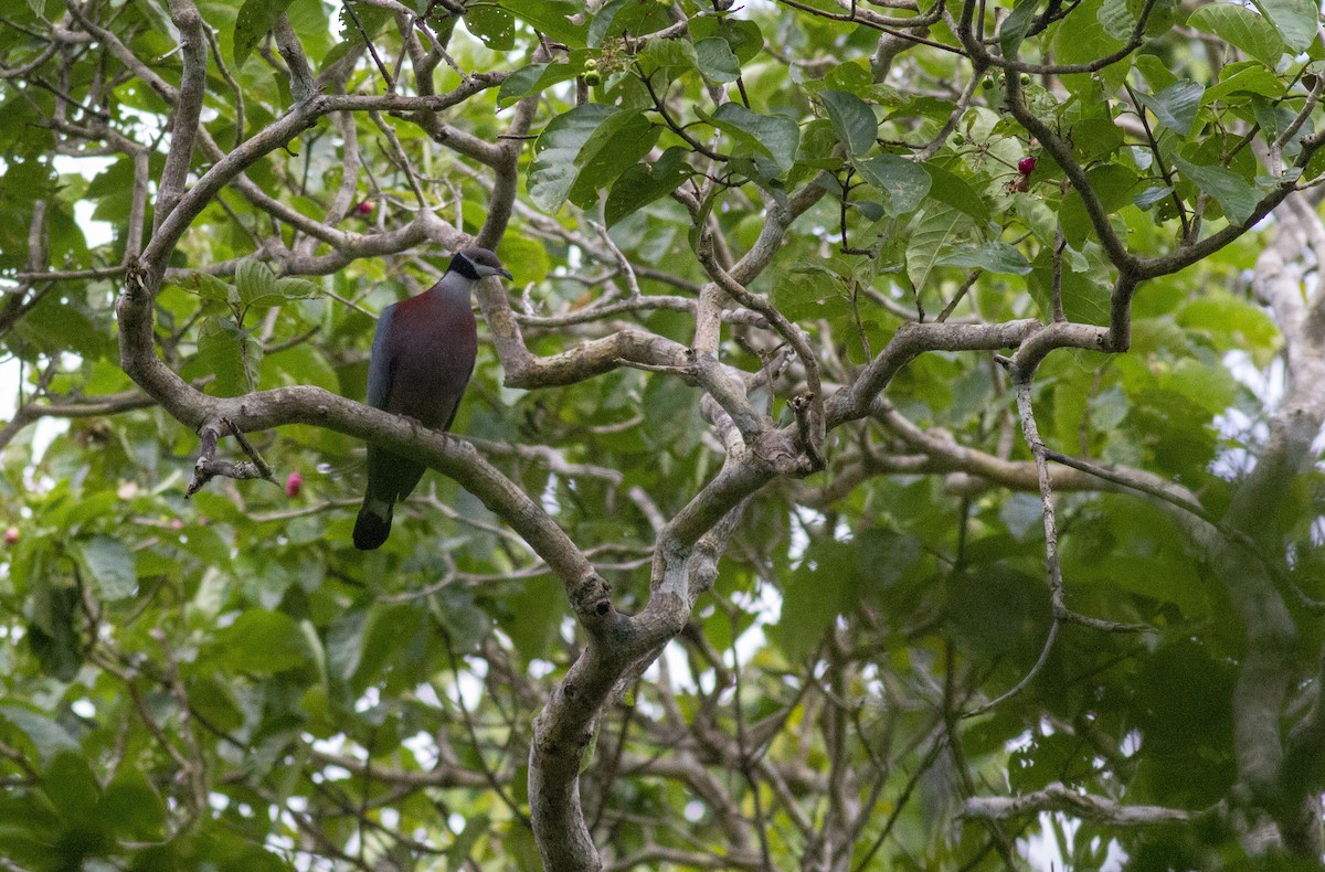 Collared Imperial-Pigeon - ML104684721