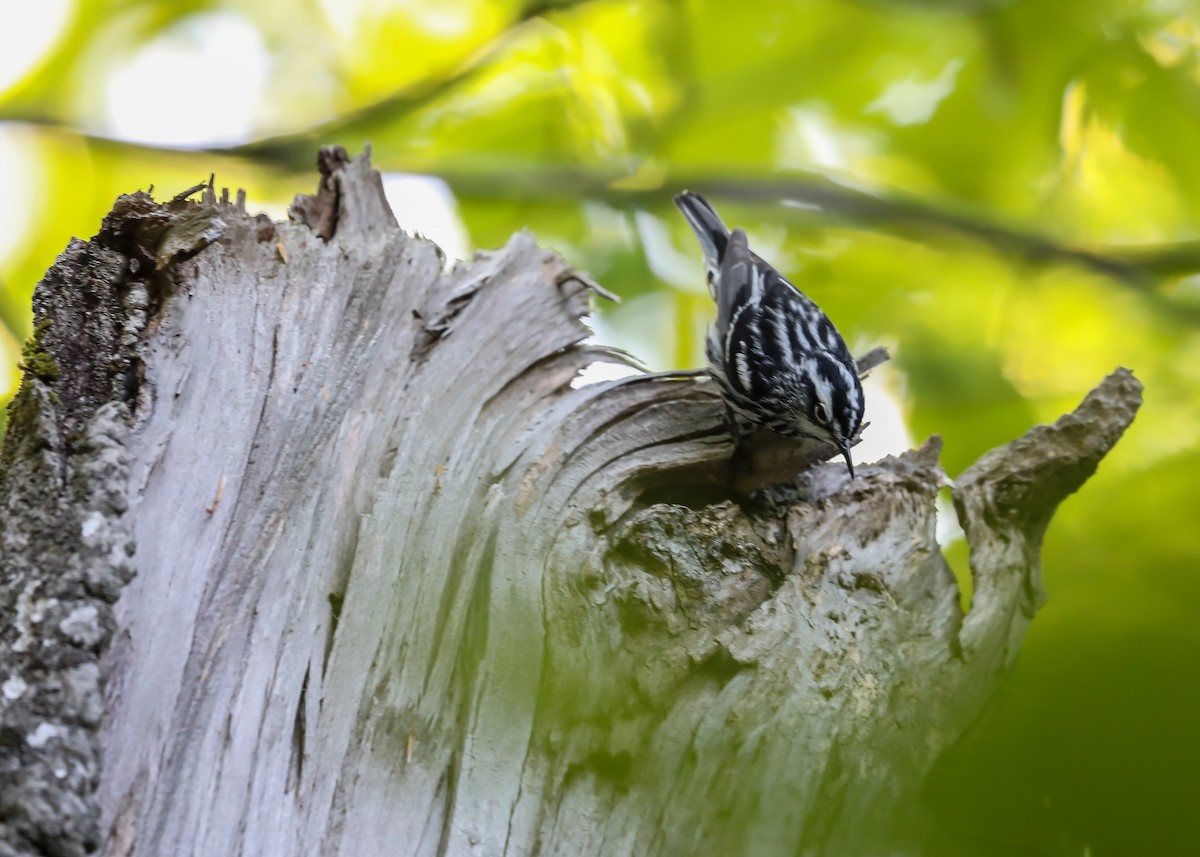 Black-and-white Warbler - ML104690921