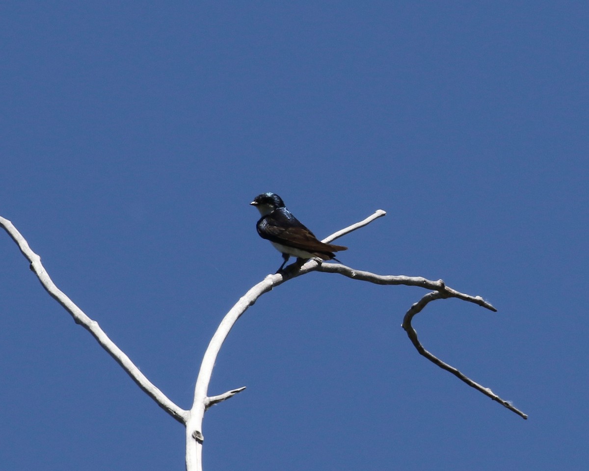 Tree Swallow - Mickey Dyke