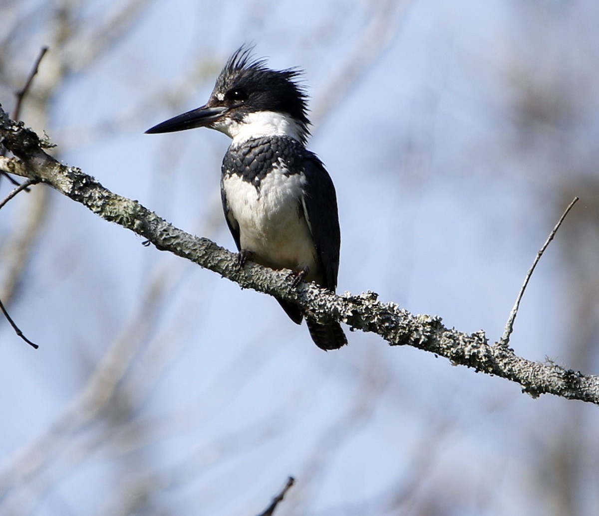 Belted Kingfisher - ML104700211