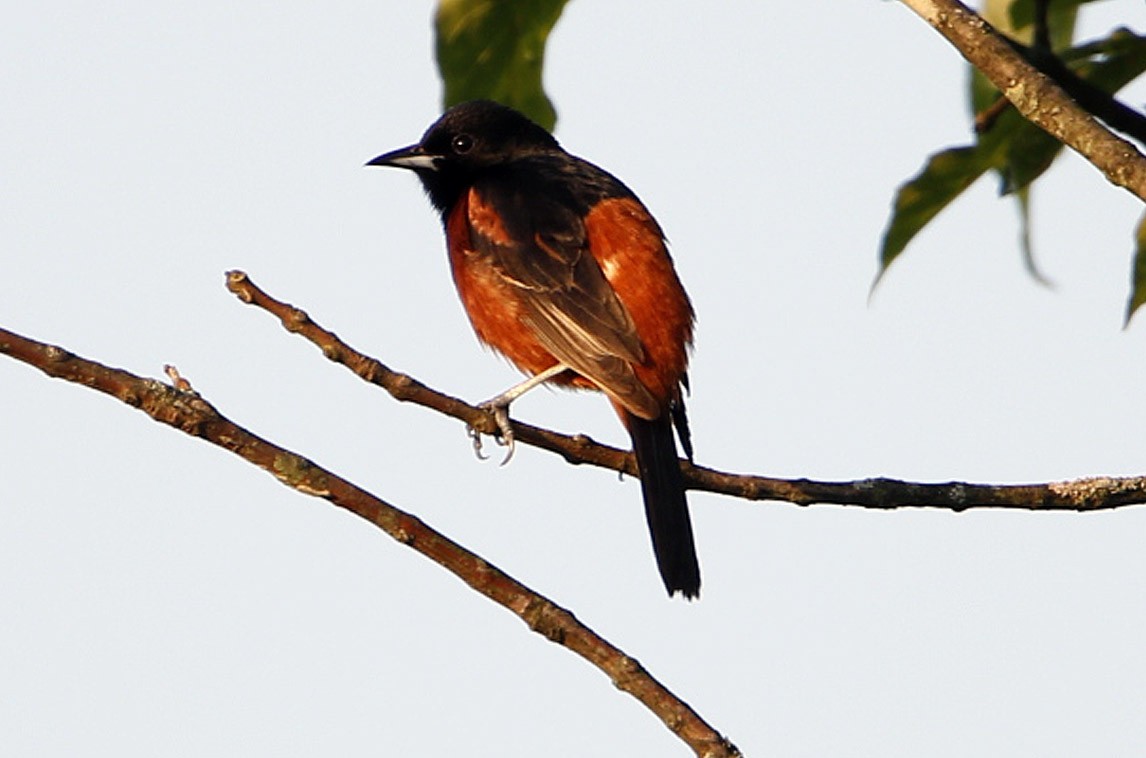 Orchard Oriole - ML104700851