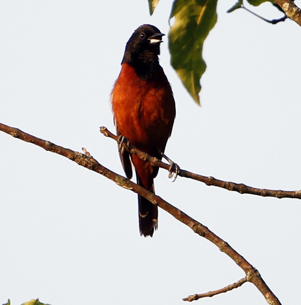 Orchard Oriole - ML104700861