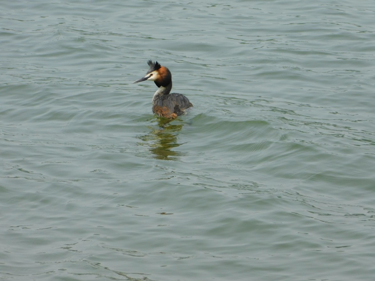 Great Crested Grebe - Jin Park