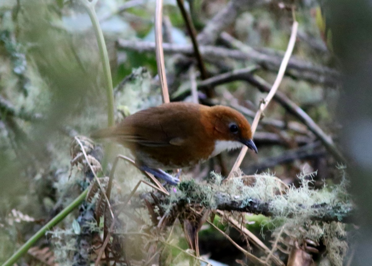 Red-and-white Antpitta - Rohan van Twest
