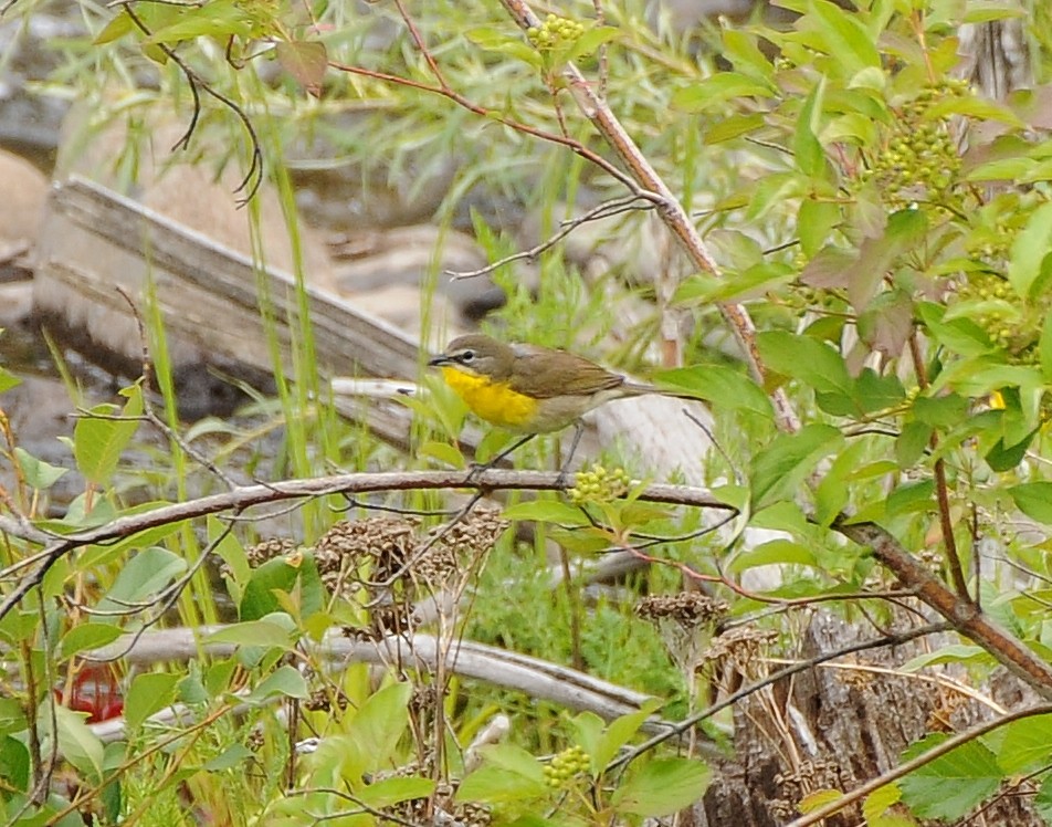 Yellow-breasted Chat - Rachel Hudson