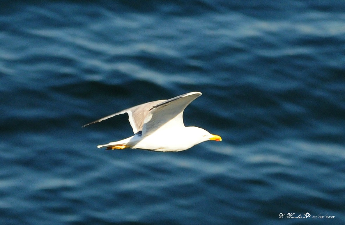 Yellow-legged Gull - Carl  Hawker