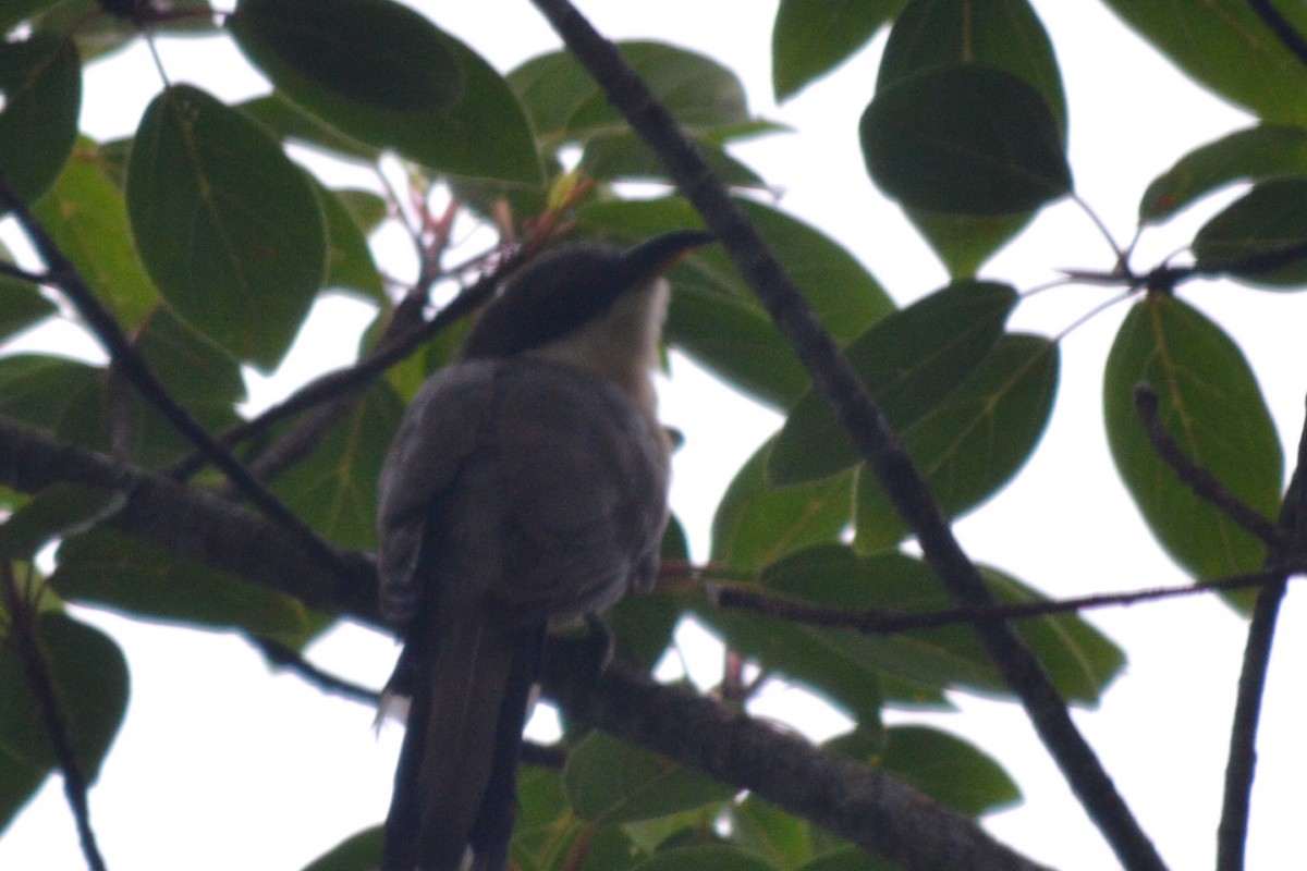 Mangrove Cuckoo - Carlos Mancera (Tuxtla Birding Club)
