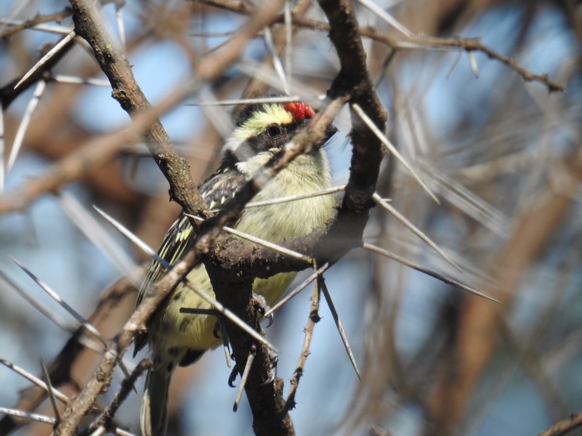 Red-fronted Barbet - John Finch