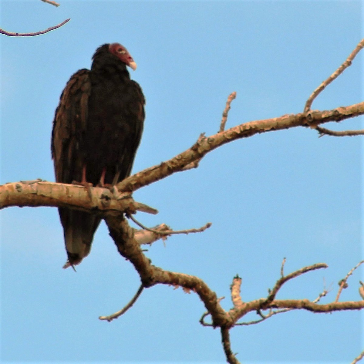 Turkey Vulture - John "Lefty" Arnold