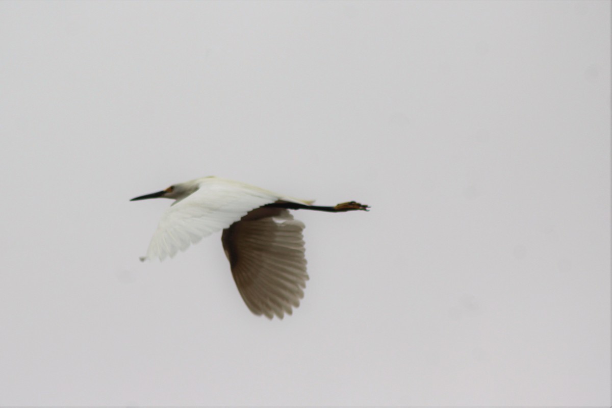 Snowy Egret - David Lerwill