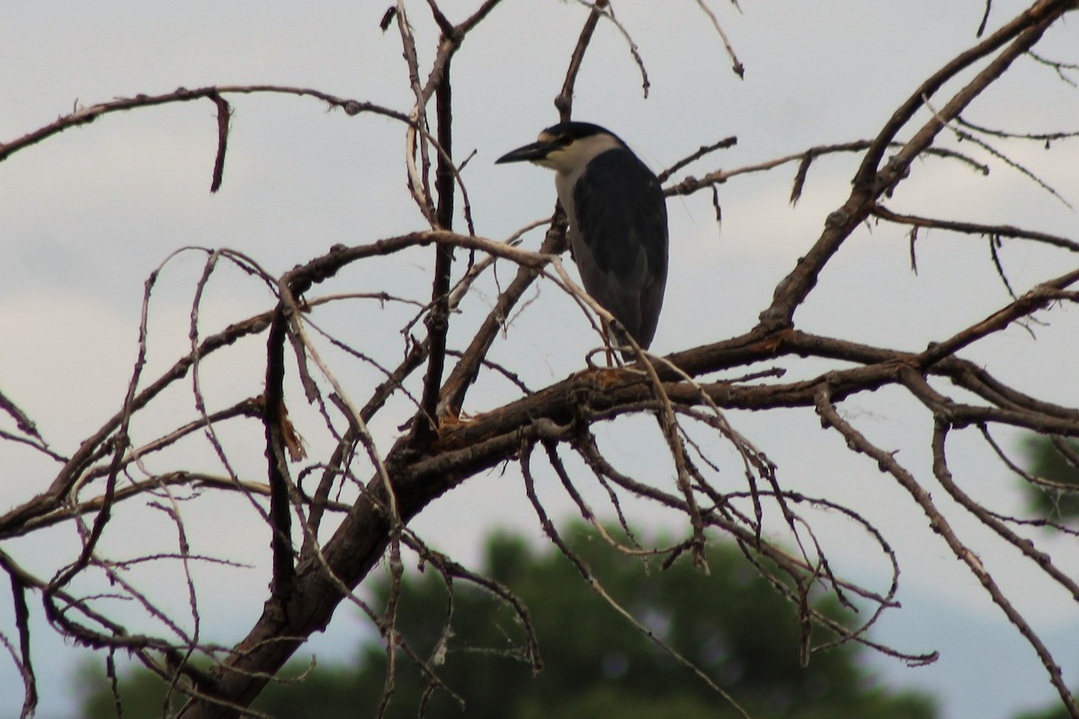 Black-crowned Night Heron - ML104713351