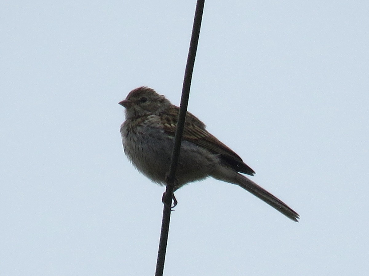 Chipping Sparrow - ML104722681