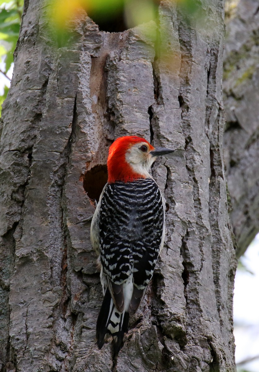 Red-bellied Woodpecker - Jacek Mlynarek
