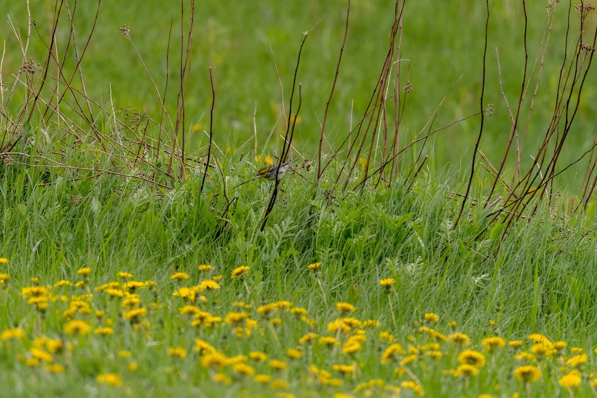 Black-throated Green Warbler - ML104723791