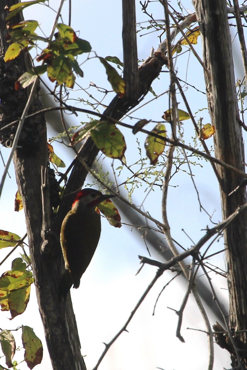 Golden-olive Woodpecker - Alcides L. Morales Pérez