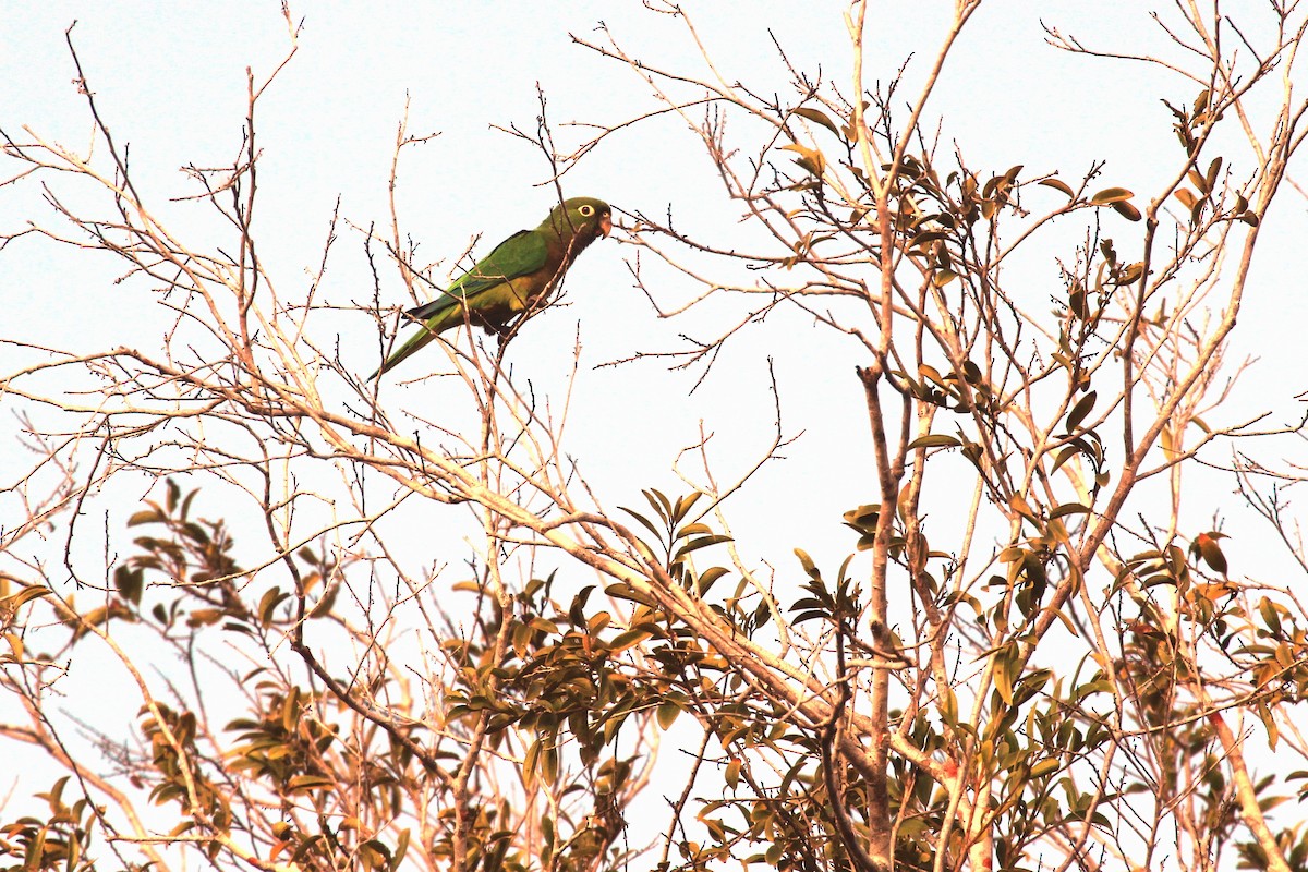 Olive-throated Parakeet (Aztec) - Alcides L. Morales Pérez