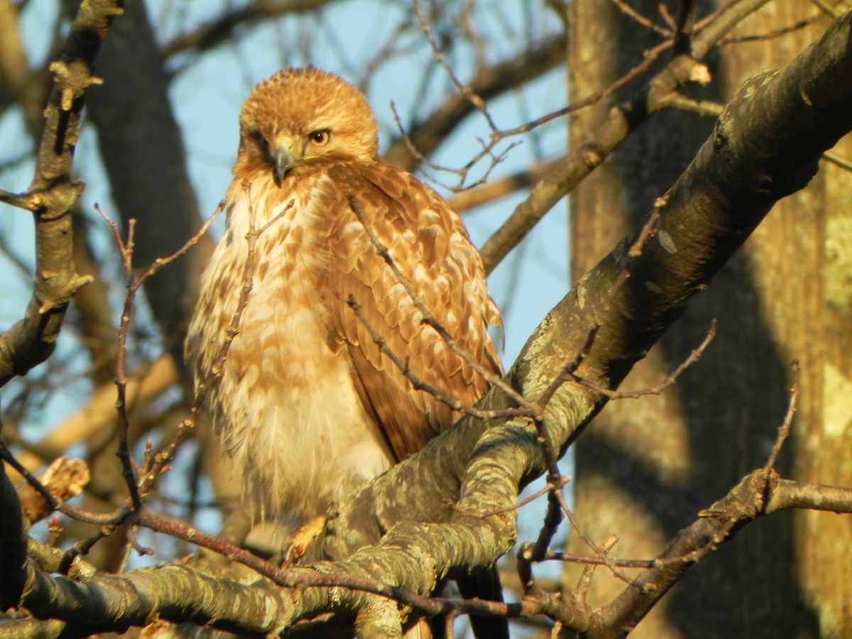Red-tailed Hawk - ML104732781
