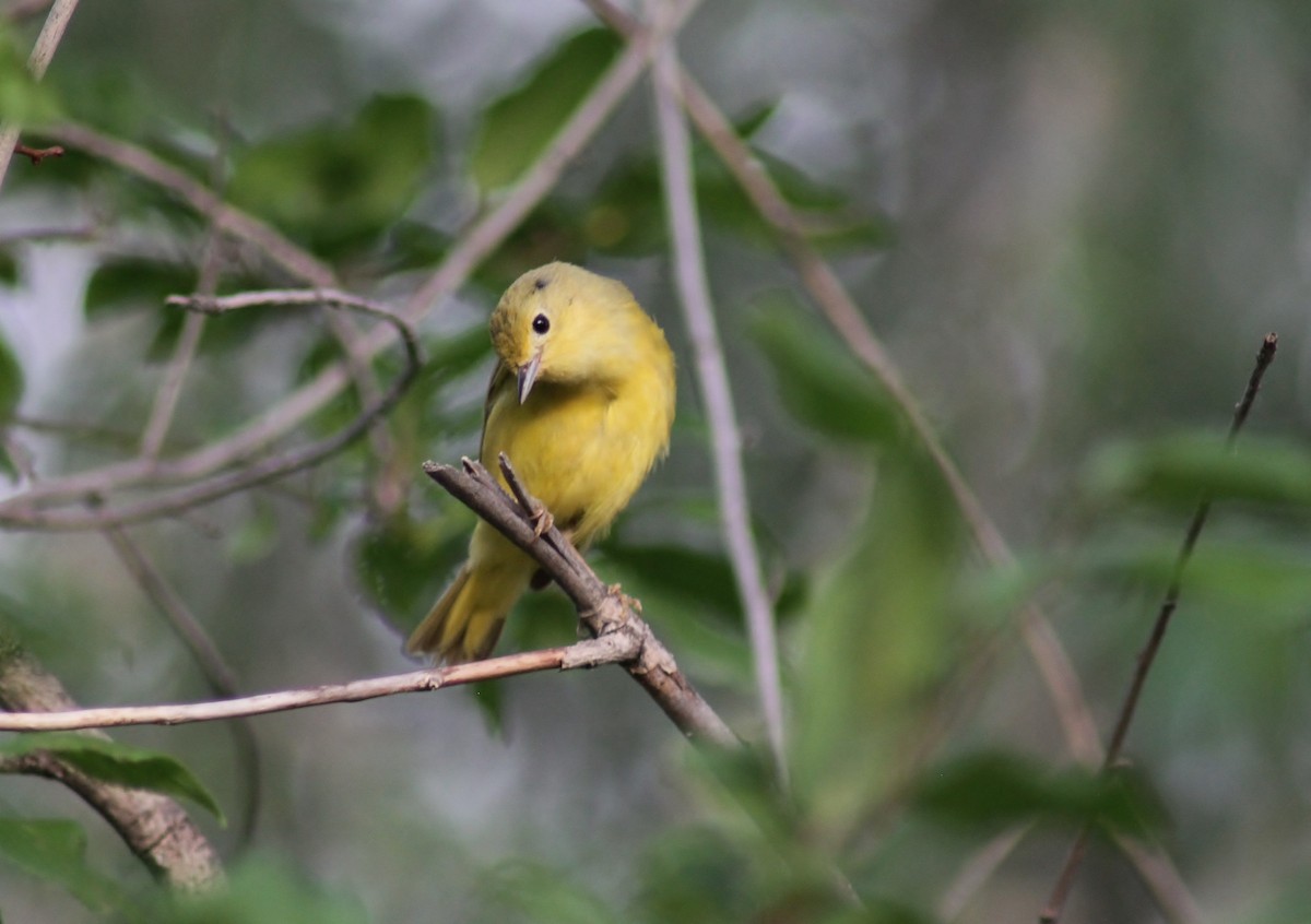 Yellow Warbler - Jared Peck