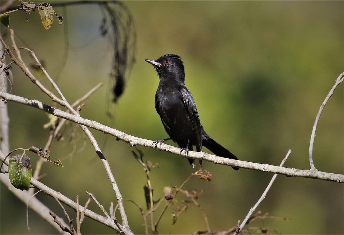 Caatinga Black-Tyrant - Knipolegus franciscanus - Birds of the World