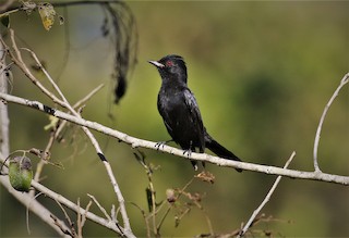  - Caatinga Black-Tyrant