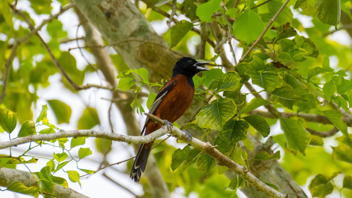 Orchard Oriole - ML104741321