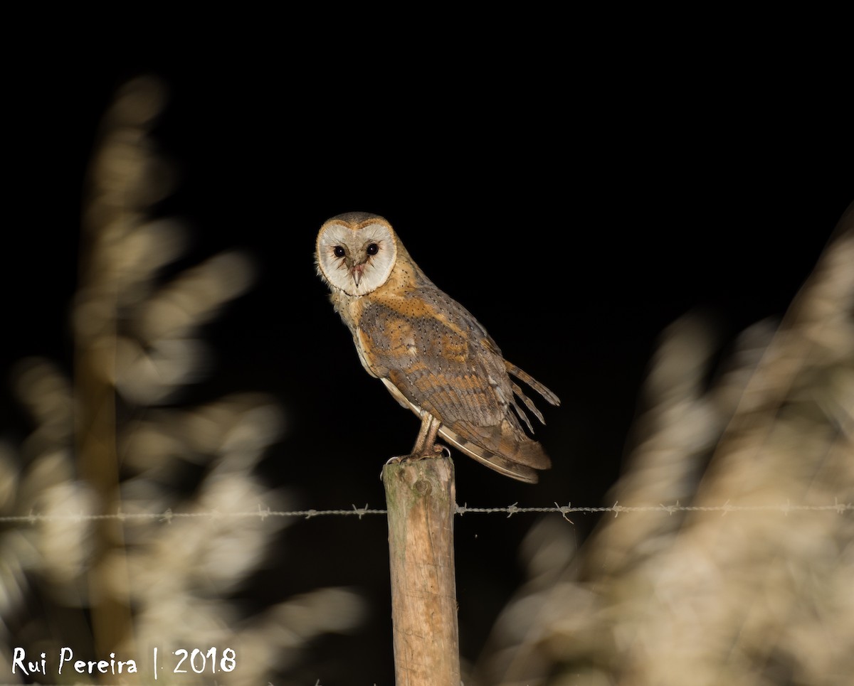 Barn Owl - Rui Pereira | Portugal Birding