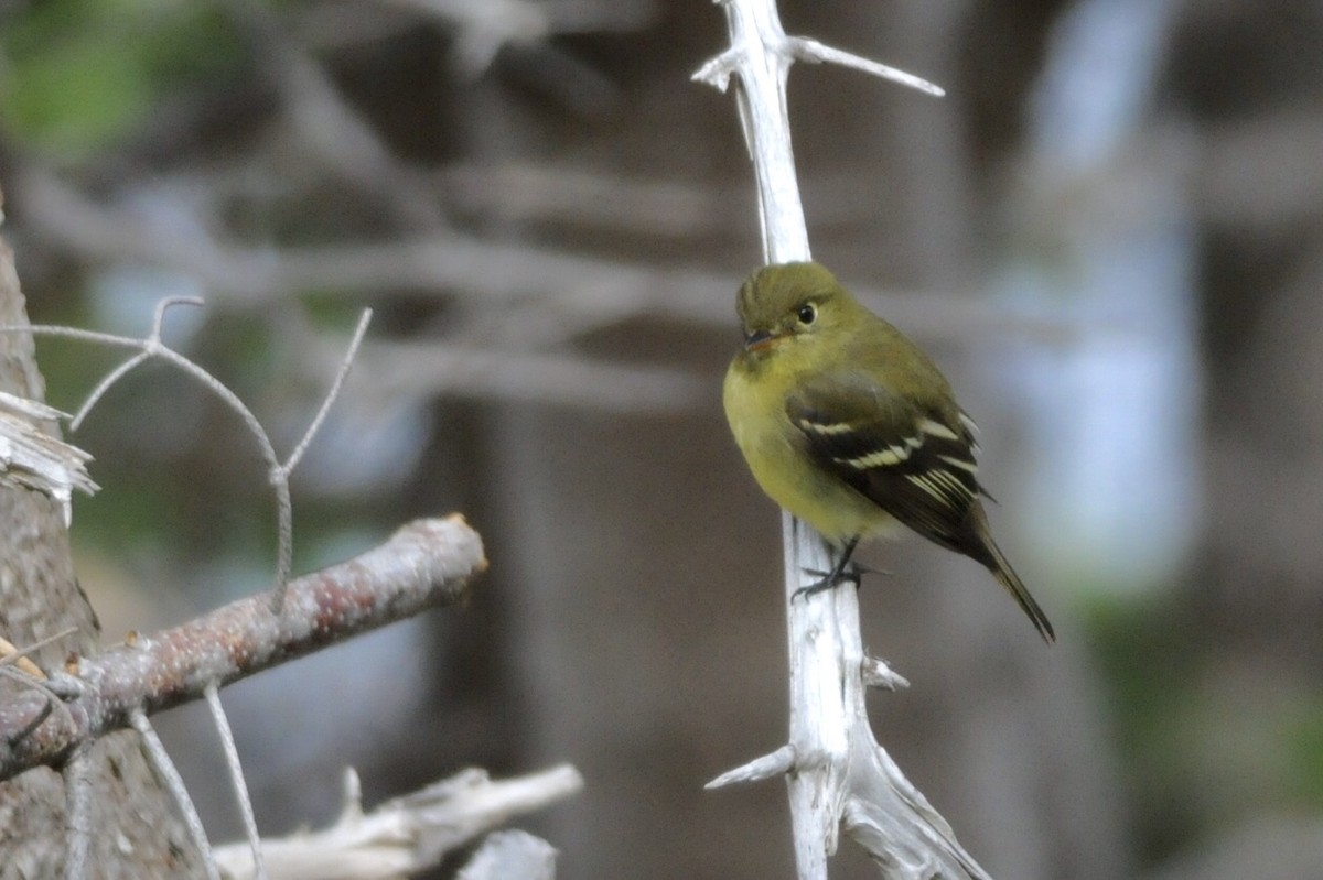 Yellow-bellied Flycatcher - André Couture