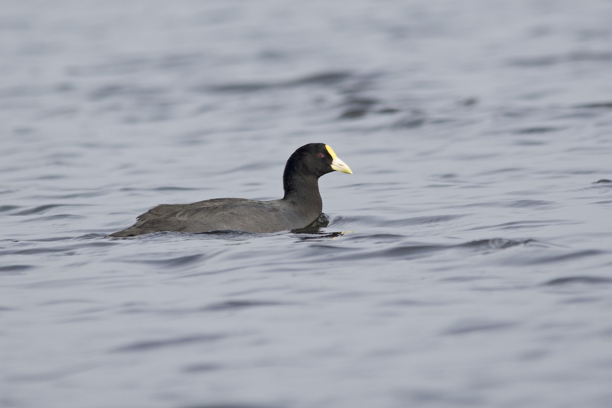 White-winged Coot - ML104745891