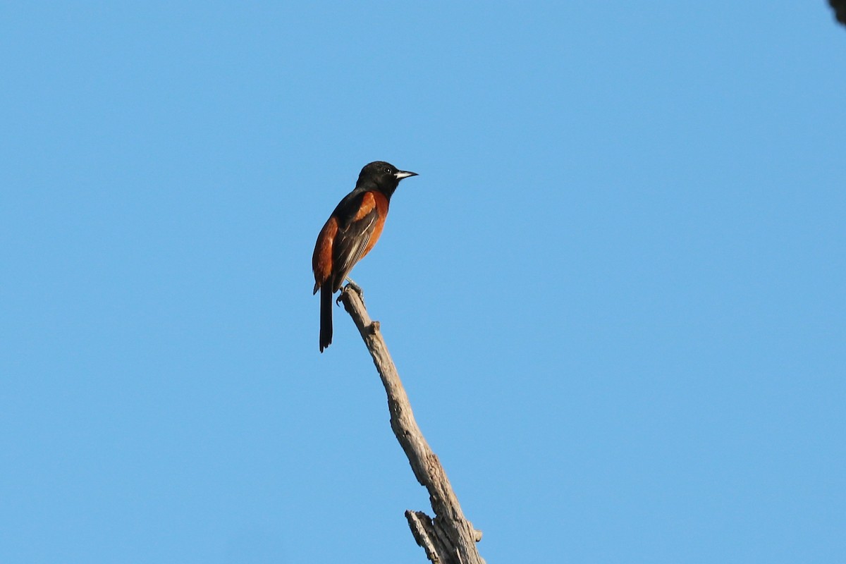 Orchard Oriole - Colin Sumrall