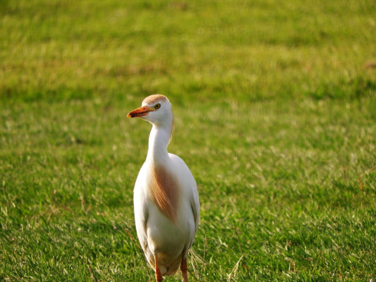 Western Cattle Egret - John Gaglione