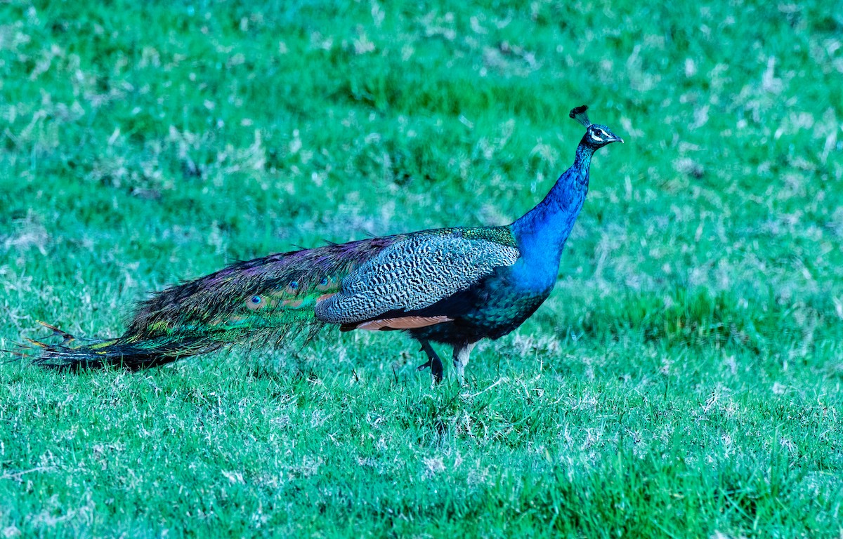 Indian Peafowl - Leslie Feasey