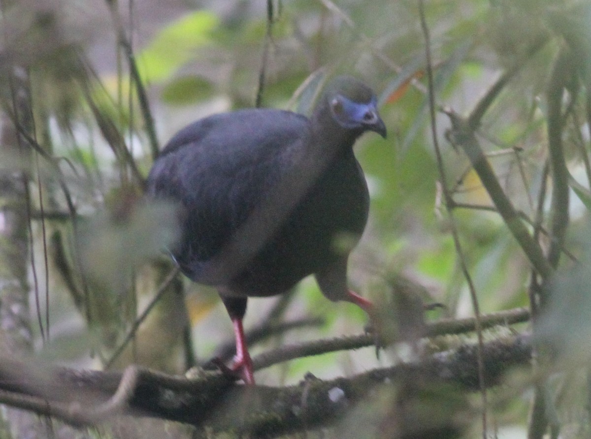 Sickle-winged Guan - ML104752591