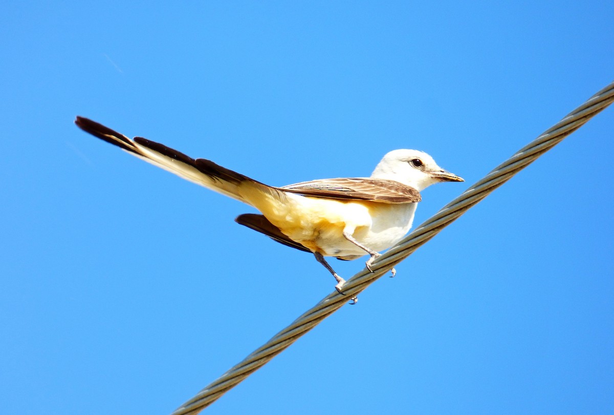 Scissor-tailed Flycatcher - Brenton Mundt