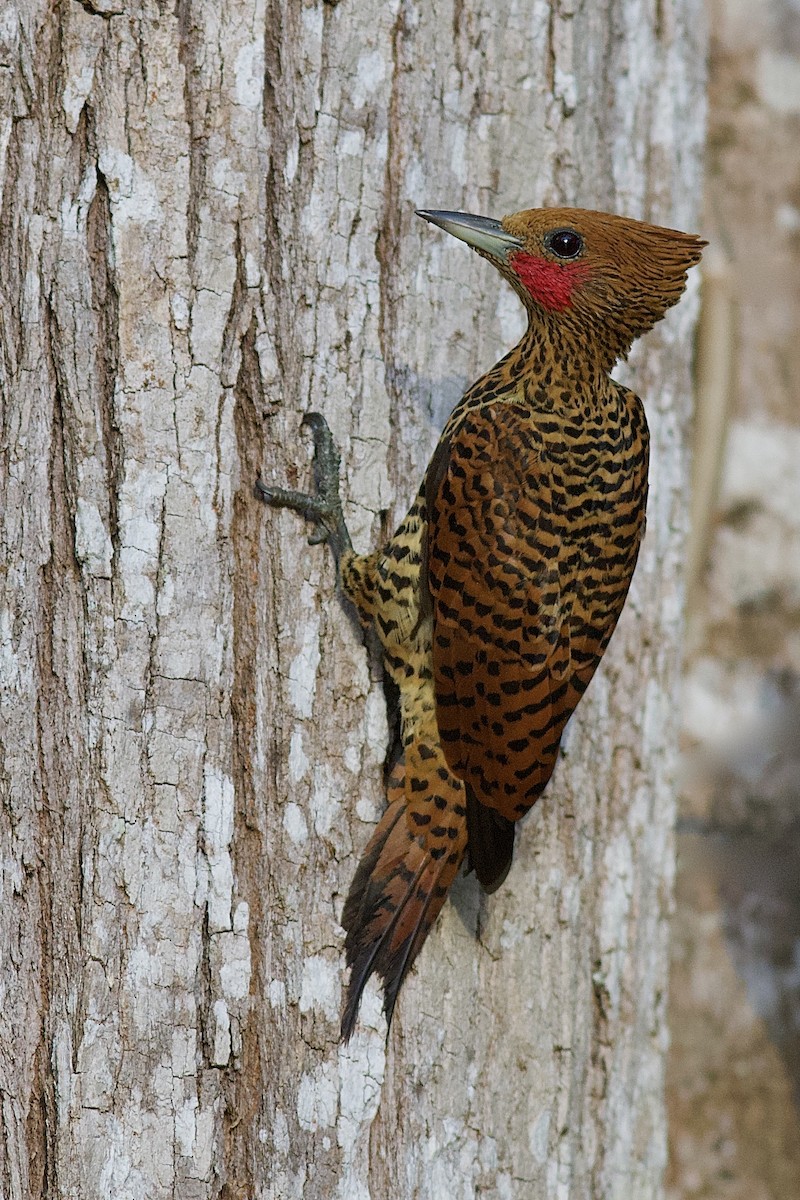 Waved Woodpecker (Waved) - Luiz Matos