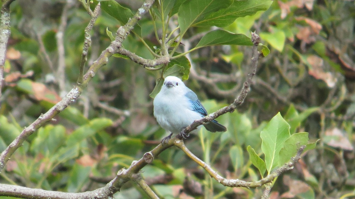 Blue-gray Tanager - ML104755541