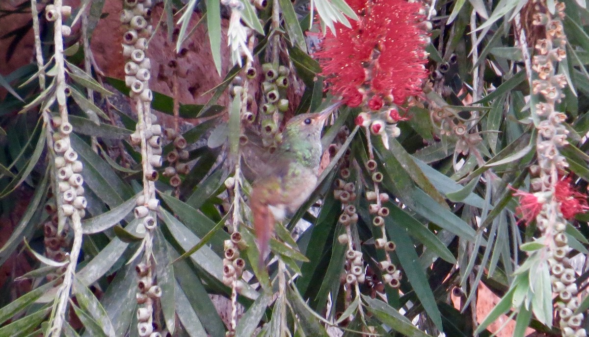 Rufous-tailed Hummingbird - ML104758091