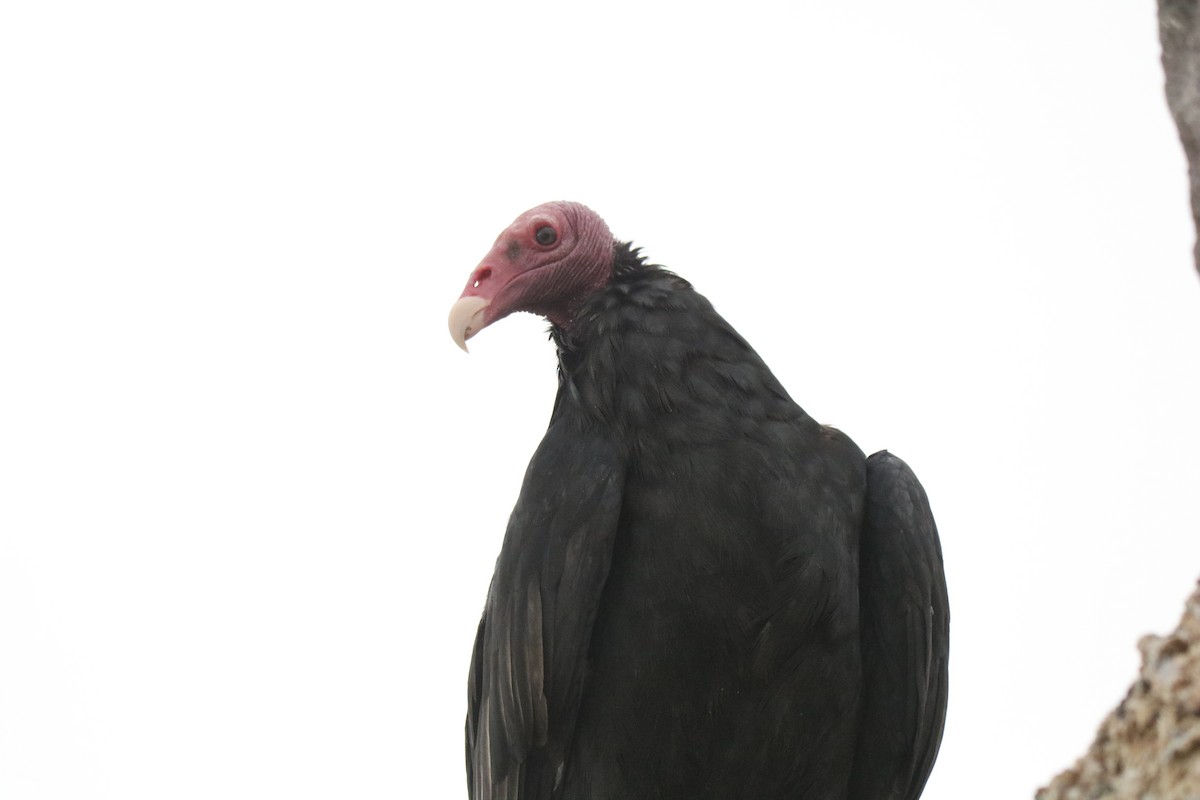 Turkey Vulture - ML104758651