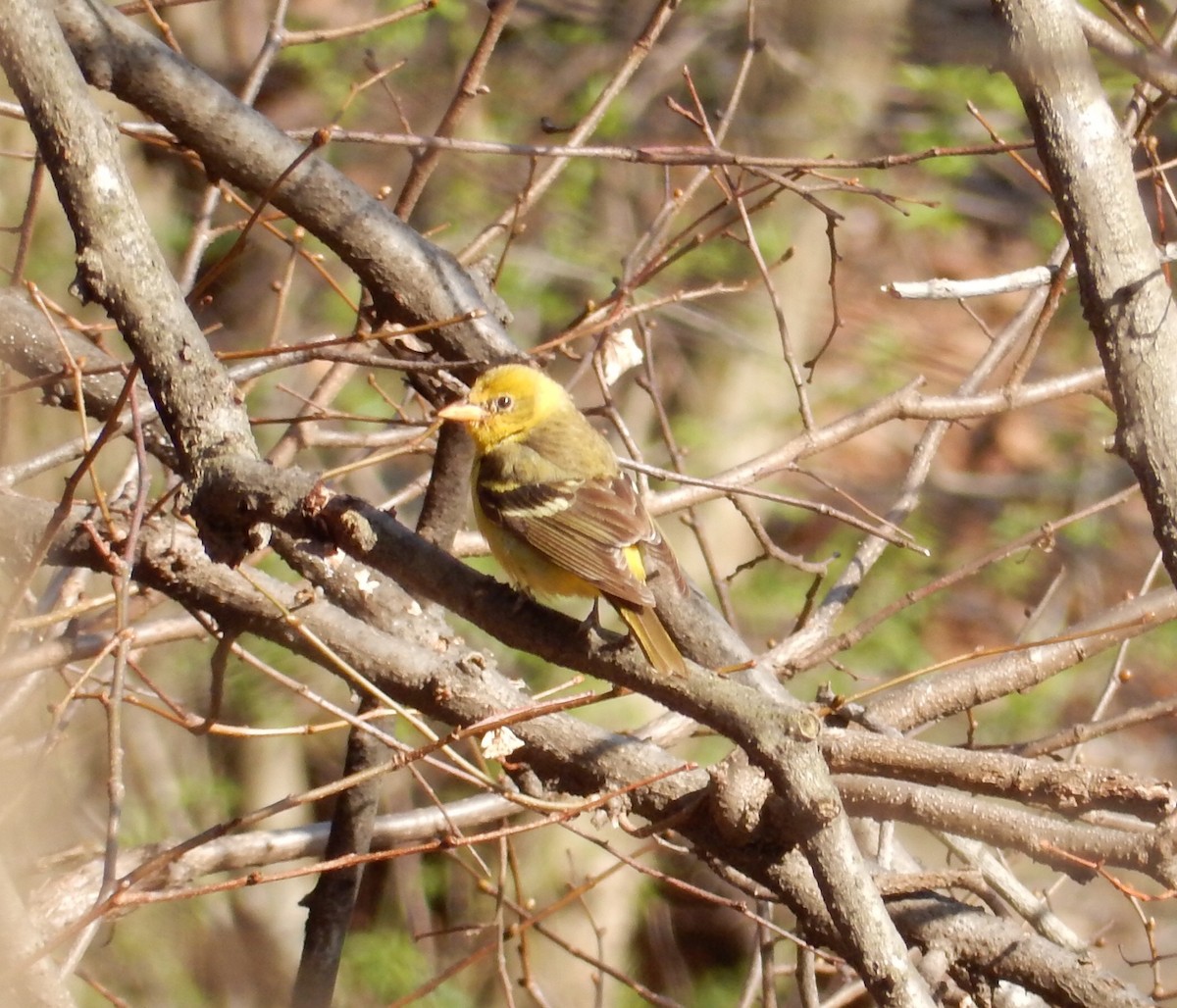 Western Tanager - Peter Paul