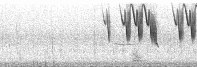 Band-tailed Sierra Finch - ML10476