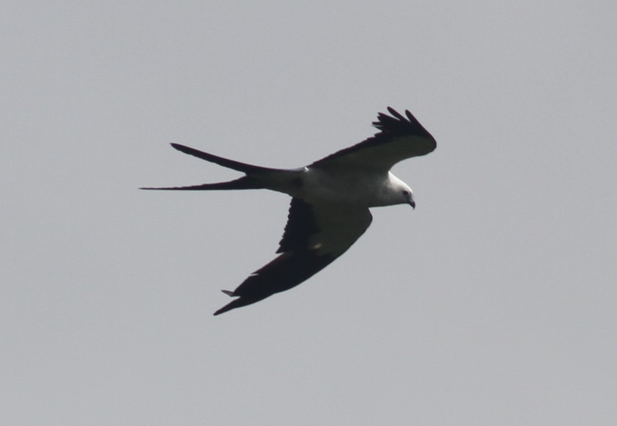 Swallow-tailed Kite - Paul Bourdin