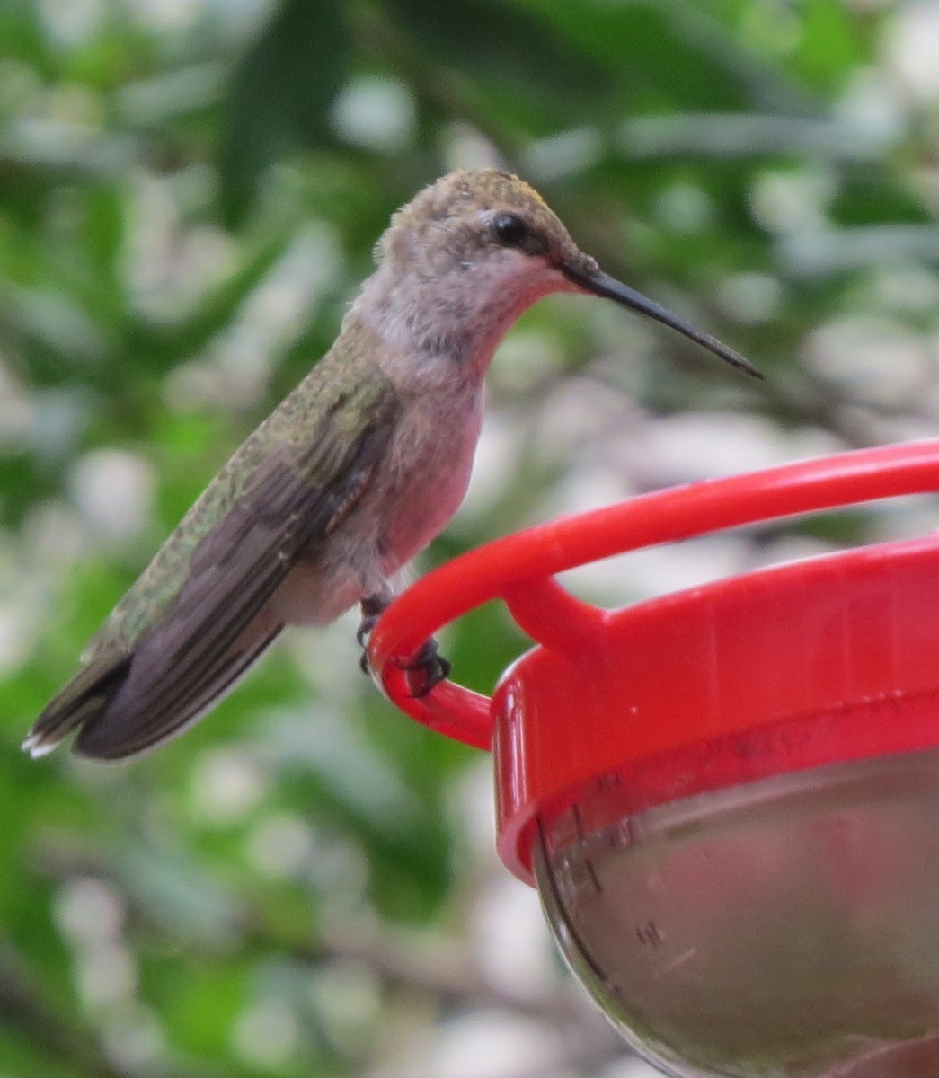 Black-chinned Hummingbird - ML104762431
