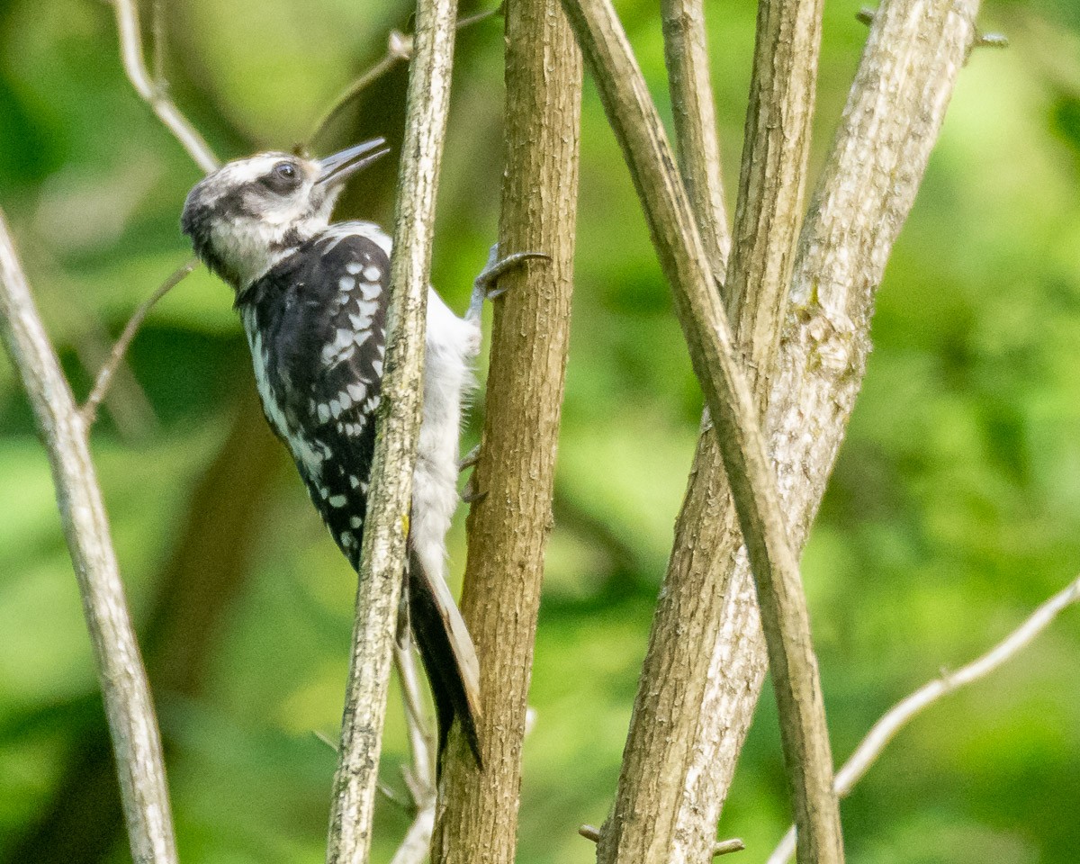 Hairy Woodpecker - mark kraus
