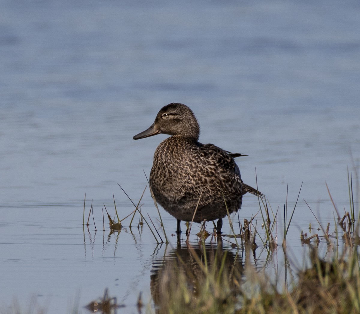 Green-winged Teal - ML104764101