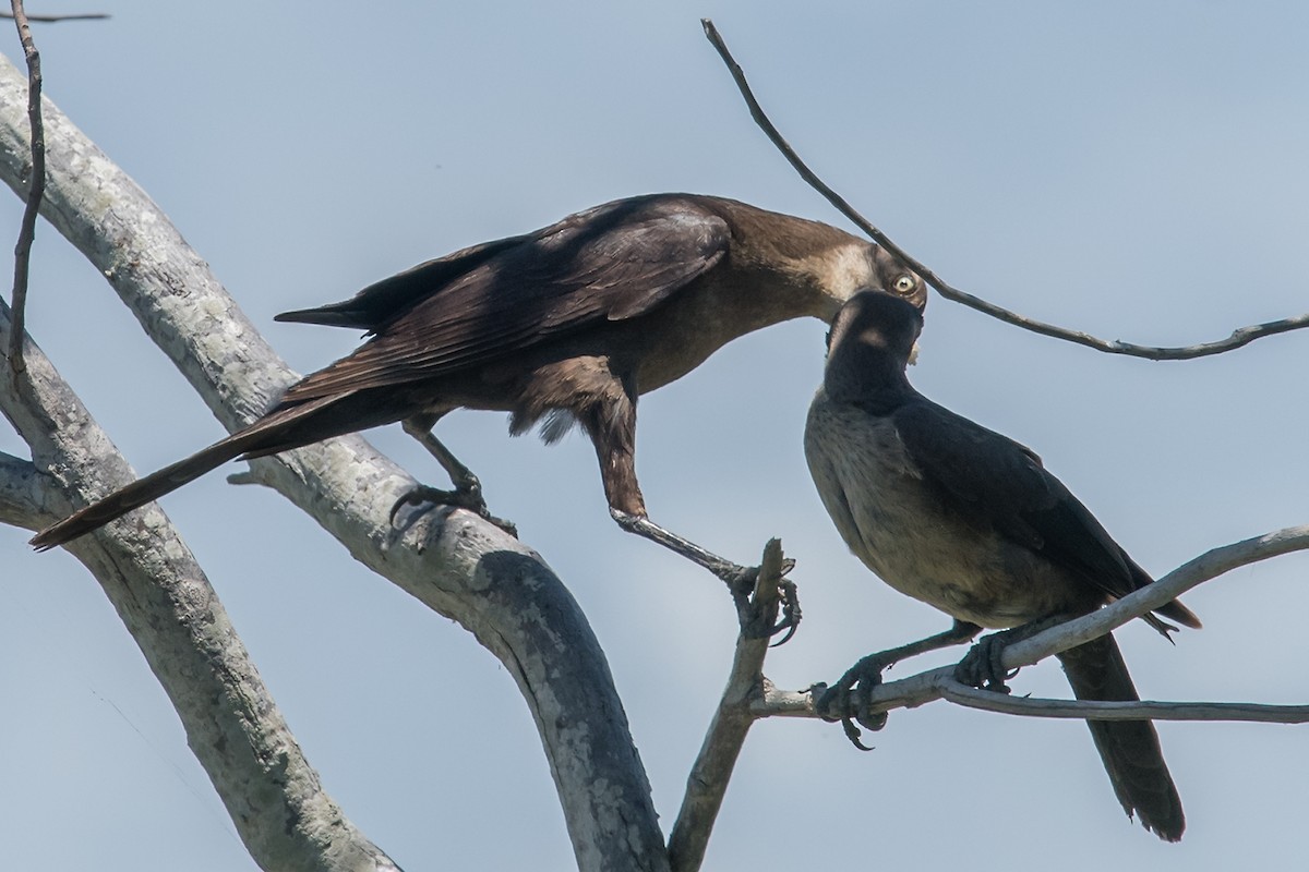 Great-tailed Grackle - ML104766891