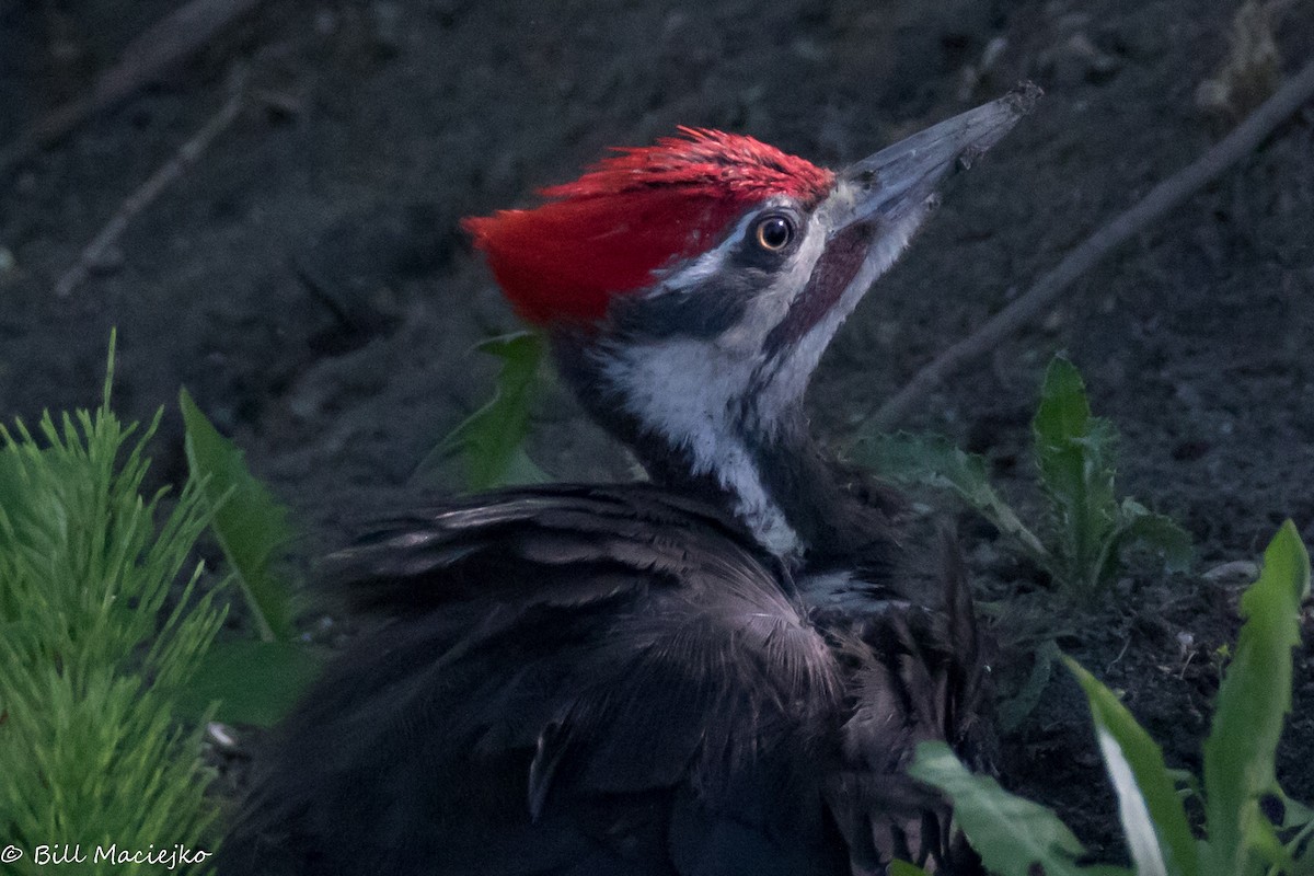 Pileated Woodpecker - Bill Maciejko