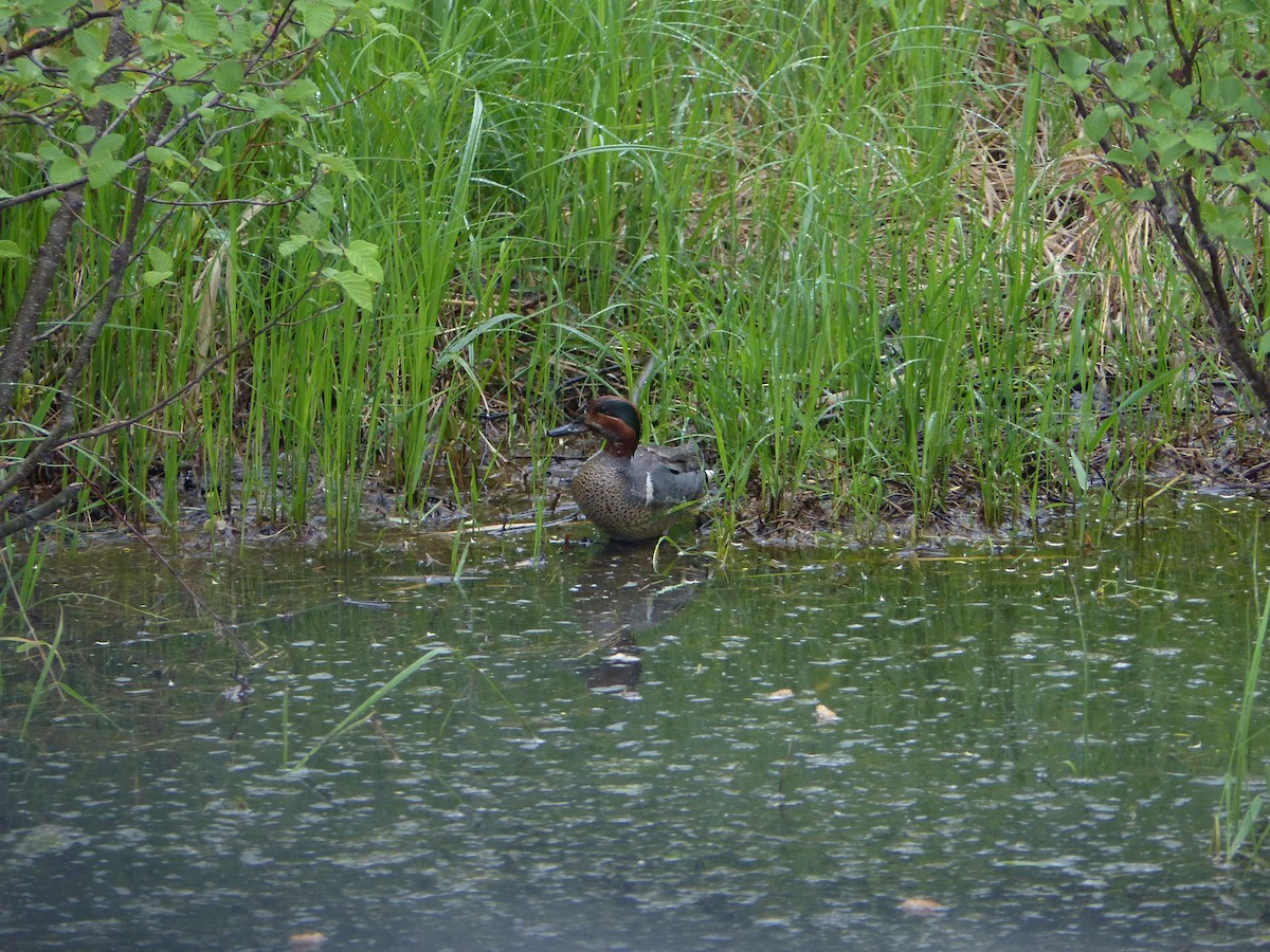 Green-winged Teal - ML104768751